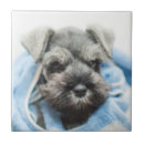 Recherche de tête animale carreaux Portrait