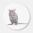 Recherche de souris magnets Rongeur