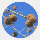 Recherche de cosse de graine Nature