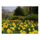 Recherche de jonquilles art Vert