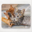 Recherche de chat bébé tapis souris Mignonette