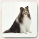 Zoek naar sheltie onderzetters Hond