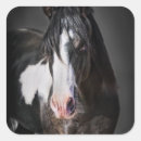Recherche de portrait de cheval autocollants Ouest