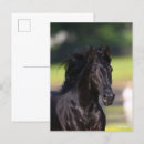 Recherche de tête de chevaux cartes postales Bob langrish
