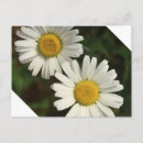 Recherche de marguerite blanche cartes postales Jaune