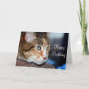 Recherche de housecat Animal