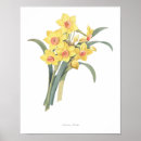 Zoek naar narcisse posters Bloem