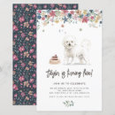 Recherche de bichons Maltais