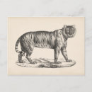 Recherche de tigre cartes postales Dessin animal