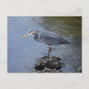 Recherche de heron cartes postales Bleu