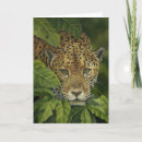 Recherche de jaguar vœux cartes Forêt tropicale