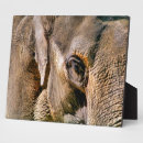 Recherche de éléphant plaques Animaux sauvages