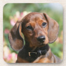 Recherche de minitures Chiot