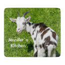 Recherche de caprin Animal