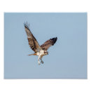 Zoek naar sprei posters Raptor
