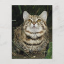 Recherche de de chat sauvage cartes postales Carnivore