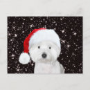 Recherche de noël westie cartes postales Xmas