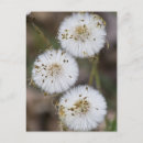Recherche de mauvaises herbes cartes postales Pissenlit