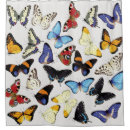 Recherche de collection de papillon Illustration