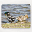 Recherche de étang de canard électronique Faune