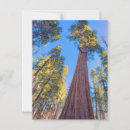 Recherche de séquoias géants cartes postales Forêt