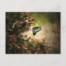 Recherche de mystère cartes postales Nature