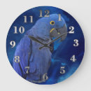 Recherche de aras horloges Oiseaux