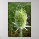Recherche de chardon de art Vert