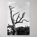 Recherche de arbres noirs blancs posters Branches
