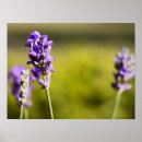 Recherche de aromathérapie posters Lavande