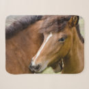 Zoek naar merg dekens Wild paard