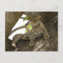 Zoek naar luipaard briefkaarten Gevlekt