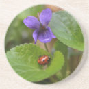 Recherche de coccinelle dessous de verres Coléoptère