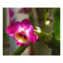 Recherche de roses indien posters Fleur