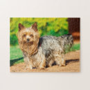 Zoek naar yorkie puzzels Huisdier