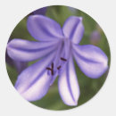 Recherche de tropical plant autocollants Violet