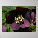 Zoek naar hellebore posters Helleborus
