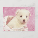 Recherche de hybride cartes postales Animal