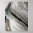 Zoek naar zwarte veren posters Kippen