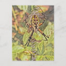 Recherche de araignées cartes postales Arachnide