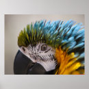 Recherche de perroquet posters Survol
