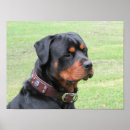 Recherche de rotation art Rottweiler