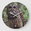 Recherche de la chouette horloges Faune