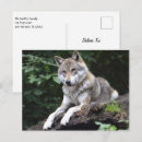 Recherche de loup sauvage cartes postales Canine