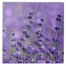 Recherche de fleur violette carreaux Botanique