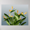 Recherche de gravure posters Plante