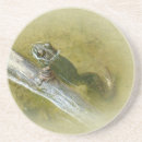 Recherche de rana Faune