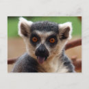 Recherche de lemur cartes postales Faune