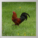 Recherche de rooster posters Hens