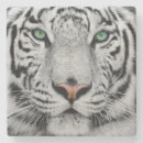 Recherche de tigre blanc dessous de verres Sauvage